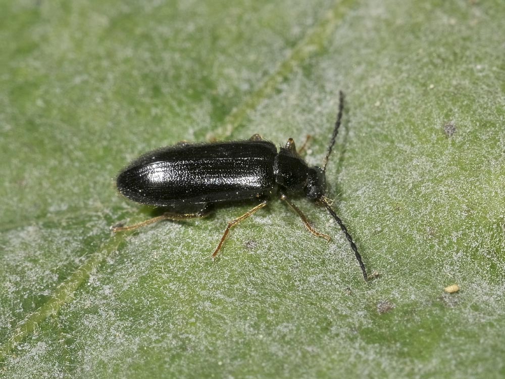 Coleottero da identificare - Mycetochara sp. (Tenebrionidae)